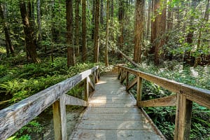 Wooden trail bridge in woods